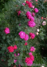 Pink Don Juan Pink Don Juan