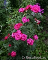 Pink Don Juan Pink Don Juan