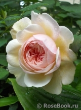 A Shropshire Lad A Shropshire Lad