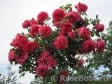 Rosarium Uetersen Rosarium Uetersen
