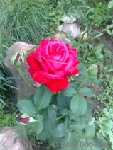 Dame de Coeur Dame de Coeur