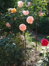 Sangerhauser Jubilaumsrose Sangerhauser Jubilaumsrose