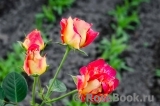 Decor Arlequin Decor Arlequin
