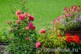 Sommersonne Sommersonne