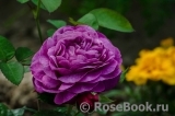 Heidi Klum Rose Heidi Klum Rose