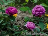 Heidi Klum Rose Heidi Klum Rose