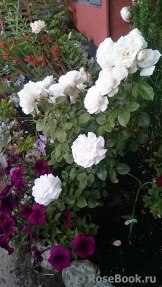 White Romance White Romance