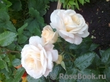 Lions Rose Lions Rose