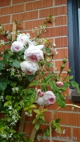 The Wedgwood Rose The Wedgwood Rose