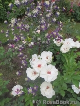 Jacqueline du Pre Jacqueline du Pre