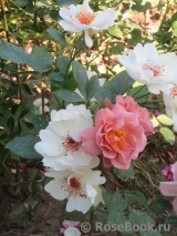 Jacqueline du Pre Jacqueline du Pre