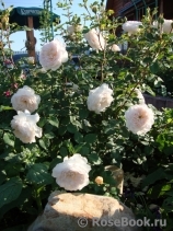 Crocus Rose® Crocus Rose®