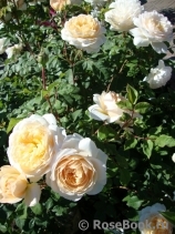 Crocus Rose® Crocus Rose®