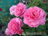 Princess Alexandra of Kent Princess Alexandra of Kent