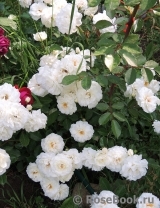 Eulalia Berridge Eulalia Berridge