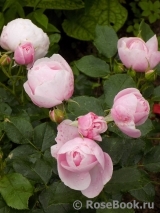 Hans Gonewein Rose Hans Gonewein Rose
