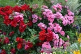 Heidetraum