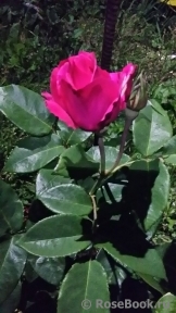 Vin Rose Vin Rose
