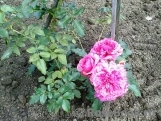 Rosarium Uetersen Rosarium Uetersen