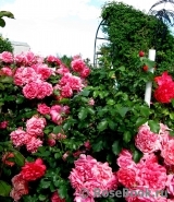 Rosarium Uetersen Rosarium Uetersen