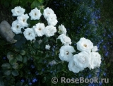 Aspirin Rose Aspirin Rose