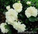 White Meidiland White Meidiland