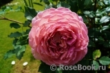 Jubilee Celebration® Jubilee Celebration®