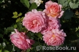 Jubilee Celebration® Jubilee Celebration®