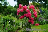 Rosarium Uetersen Rosarium Uetersen