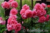 Rosarium Uetersen Rosarium Uetersen