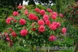 Rosarium Uetersen Rosarium Uetersen