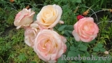 Belle Perle Belle Perle