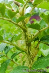Ritausma Ritausma