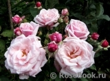 Blossomtime Blossomtime
