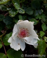 Jacqueline du Pre Jacqueline du Pre
