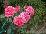 Rosarium Uetersen Rosarium Uetersen