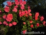 Rosarium Uetersen Rosarium Uetersen