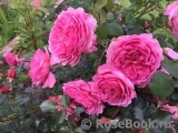 Princess Alexandra of Kent Princess Alexandra of Kent