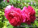Ascot Ascot