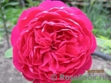 Ascot Ascot