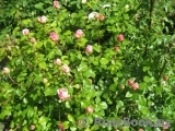 Abraham Darby Abraham Darby