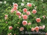 Abraham Darby Abraham Darby
