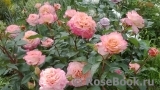 Augusta Luise Augusta Luise