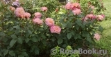 Augusta Luise Augusta Luise