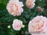 Abraham Darby Abraham Darby