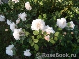 Crocus Rose® Crocus Rose®