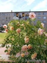 Fruhlingsduft Fruhlingsduft