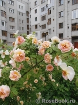 Fruhlingsduft Fruhlingsduft