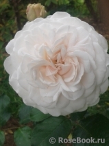 Great North Eastern Rose Great North Eastern Rose