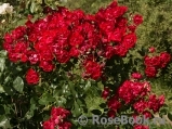 Black Forest Rose ® Black Forest Rose ®